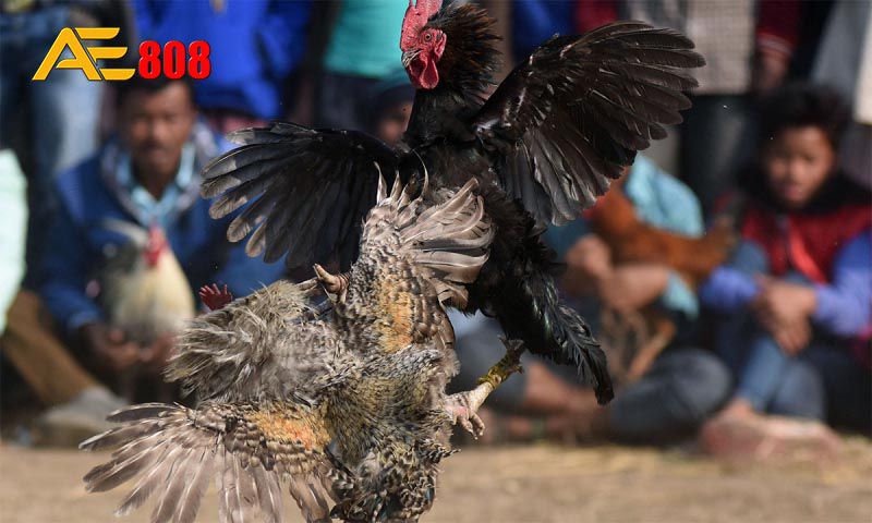 Khuyến mãi hoàn tiền 1% cho hạng Bong888, không giới hạn mức tối đa - Bong888