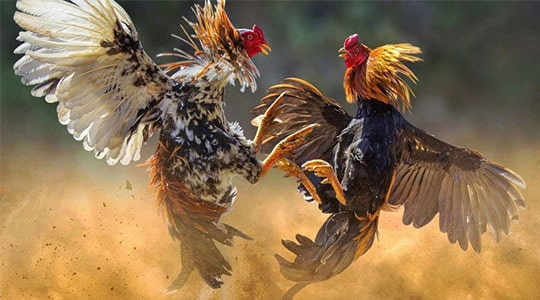 Cổng thông tin trò chơi mô phỏng hay nhất 13Win - 13Win