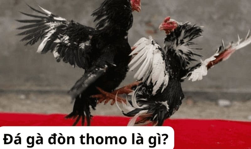 Các câu hỏi thường gặp nhất liên quan đến H3bet - H3bet