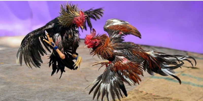Sản phẩm nền tảng giải trí trực tuyến M8win - M8win